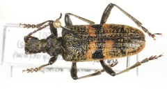 Rhagium mordax