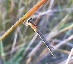 Ischnura fountaineae