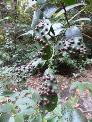 Beilschmiedia dalzellii