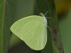 Aphrissa neleis