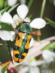 Castiarina scalaris