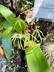 Prosthechea cochleata