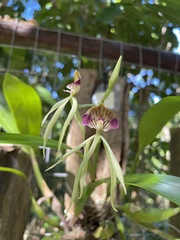 Prosthechea cochleata