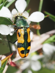 Castiarina scalaris
