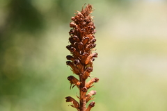 Orobanche sanguinea