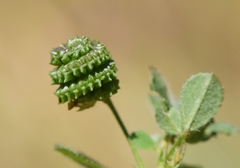 Medicago turbinata