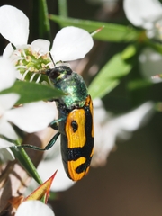 Castiarina scalaris