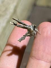 Apochima flabellaria