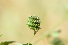 Medicago turbinata