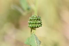 Medicago turbinata