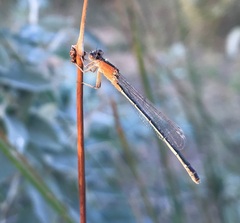 Ischnura fountaineae