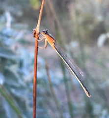 Ischnura fountaineae