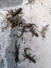 Mediodactylus kotschyi