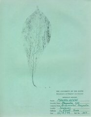 Magnolia liliiflora