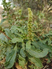 Phytolacca