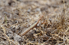 Coptopteryx argentina