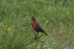 Leistes militaris