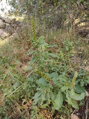 Phytolacca