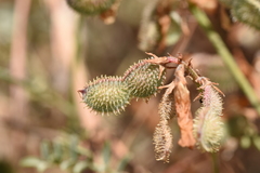 Sulla glomerata