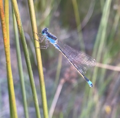 Ischnura fountaineae