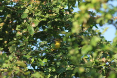 Icterus spurius
