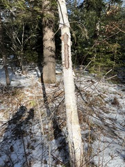 Betula papyrifera