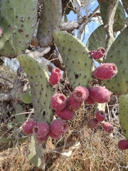 Opuntia hyptiacantha