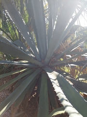 Agave vivipara