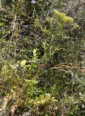 Heptaptera colladonioides