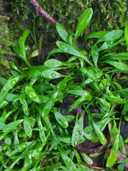 Limosella aquatica