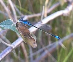 Ischnura fountaineae