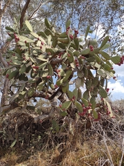 Opuntia hyptiacantha