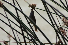 Acrocephalus gracilirostris gracilirostris