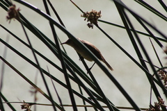 Acrocephalus gracilirostris gracilirostris