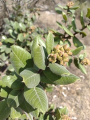 Rhus standleyi