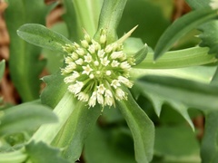 Acicarpha tribuloides