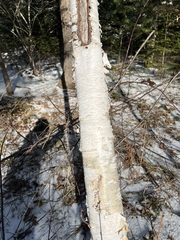 Betula papyrifera