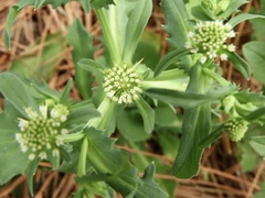 Acicarpha tribuloides