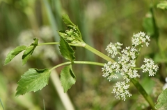 Apium nodiflorum