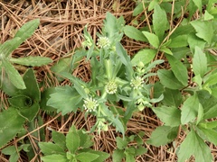 Acicarpha tribuloides