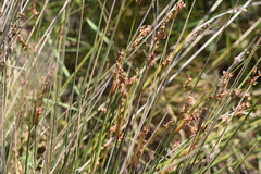Juncus heldreichianus