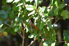 Elaphroptera