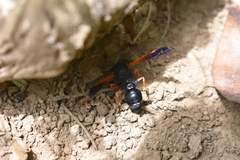 Hypodynerus colocolo