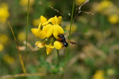 Notanthidium steloides
