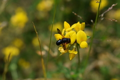 Notanthidium steloides
