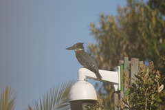 Megaceryle maxima maxima