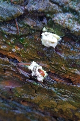 Phlebiopsis gigantea