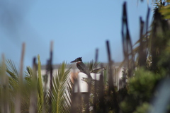 Megaceryle maxima maxima