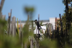 Megaceryle maxima maxima