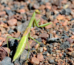 Coptopteryx argentina